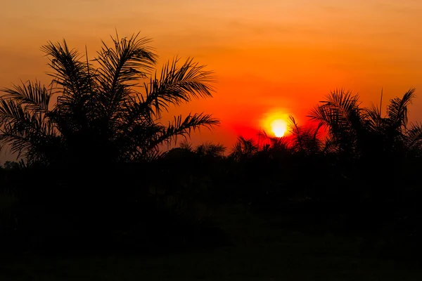 Plantacji Palm na zachód słońca. — Zdjęcie stockowe