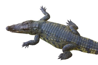 Crocodile. clipart