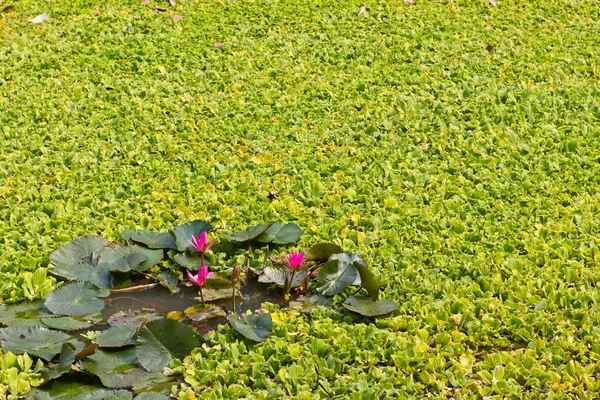 Lotus and aquatic weeds — Stock Photo, Image