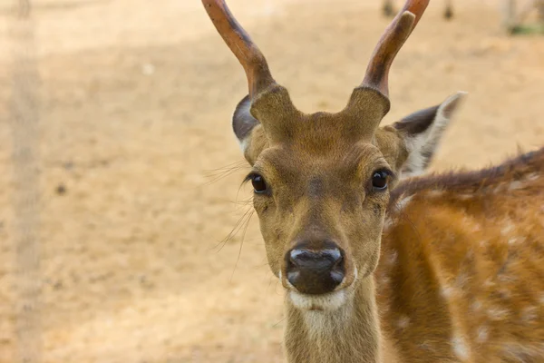 stock image Deer, wild animals that are rare