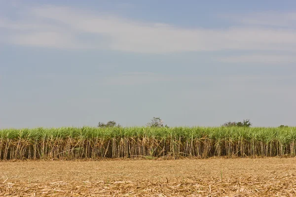 Sugarcane. — Stock Photo, Image