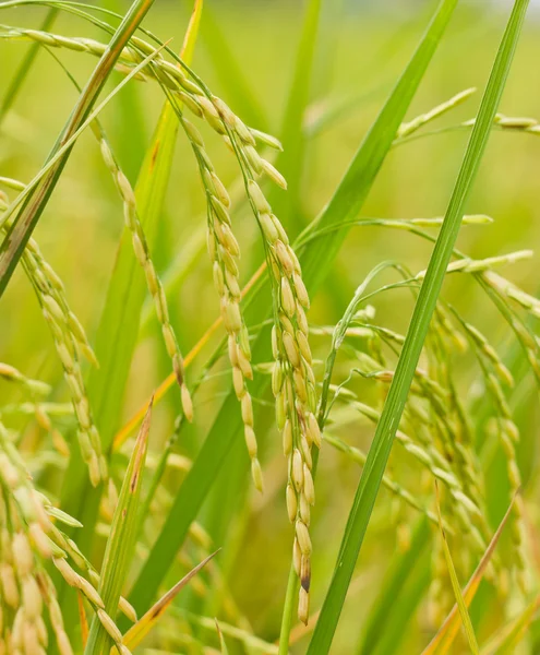 Ris redo för skörd — Stockfoto