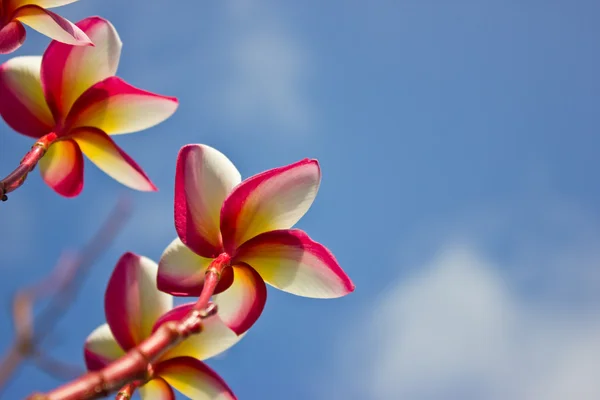 Frangipani новый цвет . — стоковое фото