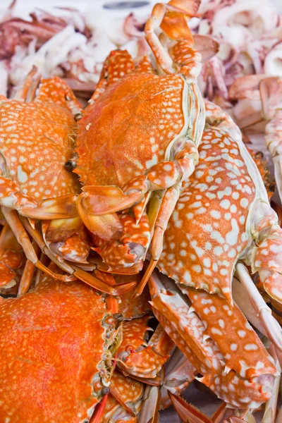 stock image Sea crab