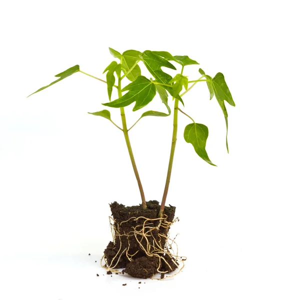 Papaya sprouts — Stock Photo, Image