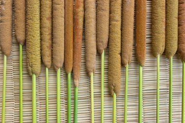 Bienal bir bitki. Typha angustifolia l.
