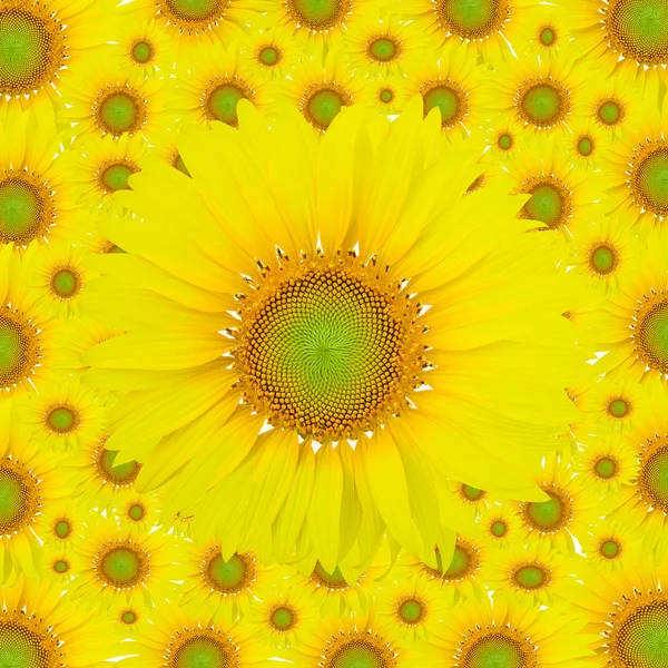 Соняшники — стокове фото