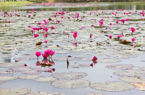 Lotus pond. — Stock Photo, Image