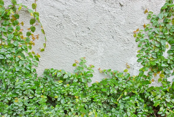 Ivy on the wall — Stock Photo, Image