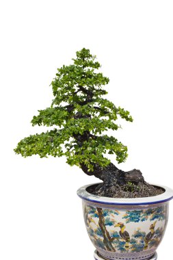 Bonsai Ağacı