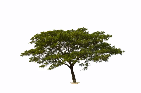 ミモザの木 — ストック写真
