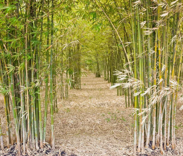 stock image Through the bamboo.