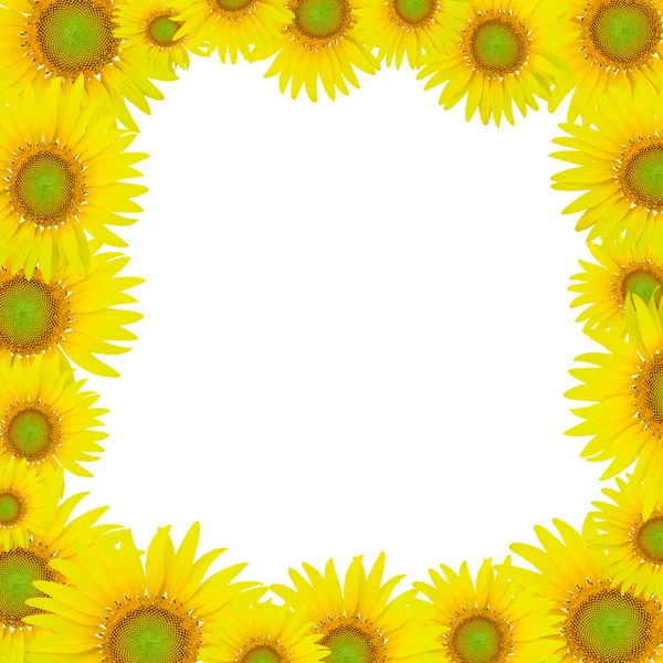 stock image Sunflowers