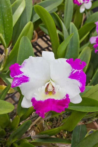 En cattleya orkidé. — Stockfoto