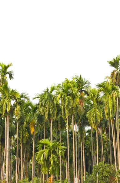 Betel palm — Zdjęcie stockowe