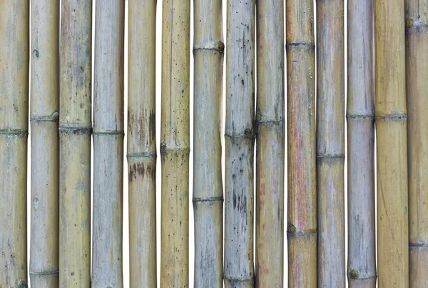 Bambù. — Foto Stock