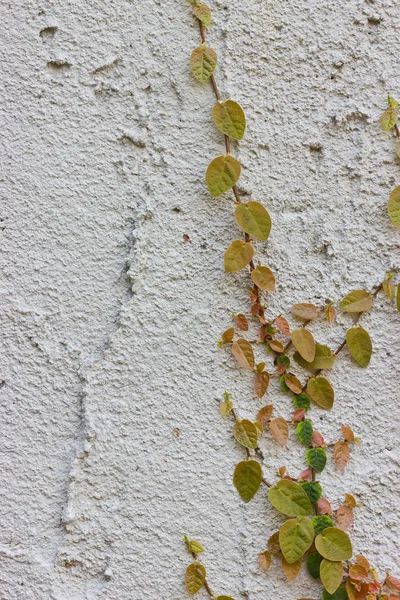 Ivy climbing the walls — Stock Photo, Image
