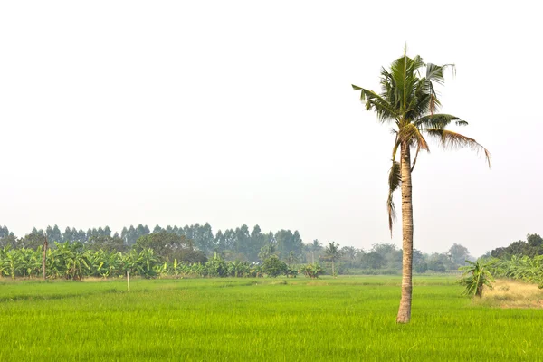 Kokosové palmy nejsou dokonalé. — Stock fotografie