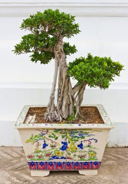 Bonsai.