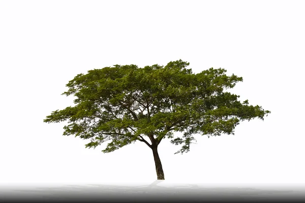 ミモザの木 — ストック写真