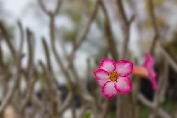 Adenium квіти , — стокове фото