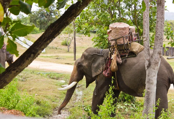 Ασιατικοί ελέφαντες. — Φωτογραφία Αρχείου