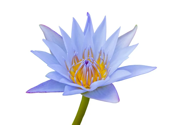 Blue lotus. — Stock Photo, Image