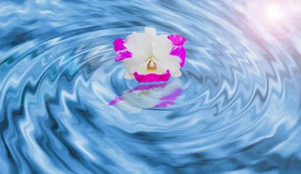 Orchidea a víz — Stock Fotó