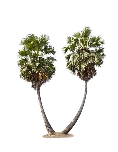 Cukier palmowy — Zdjęcie stockowe