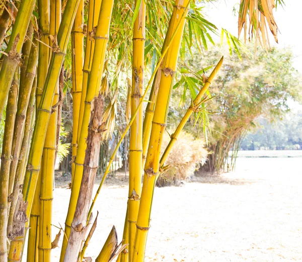 Bambú. — Foto de Stock