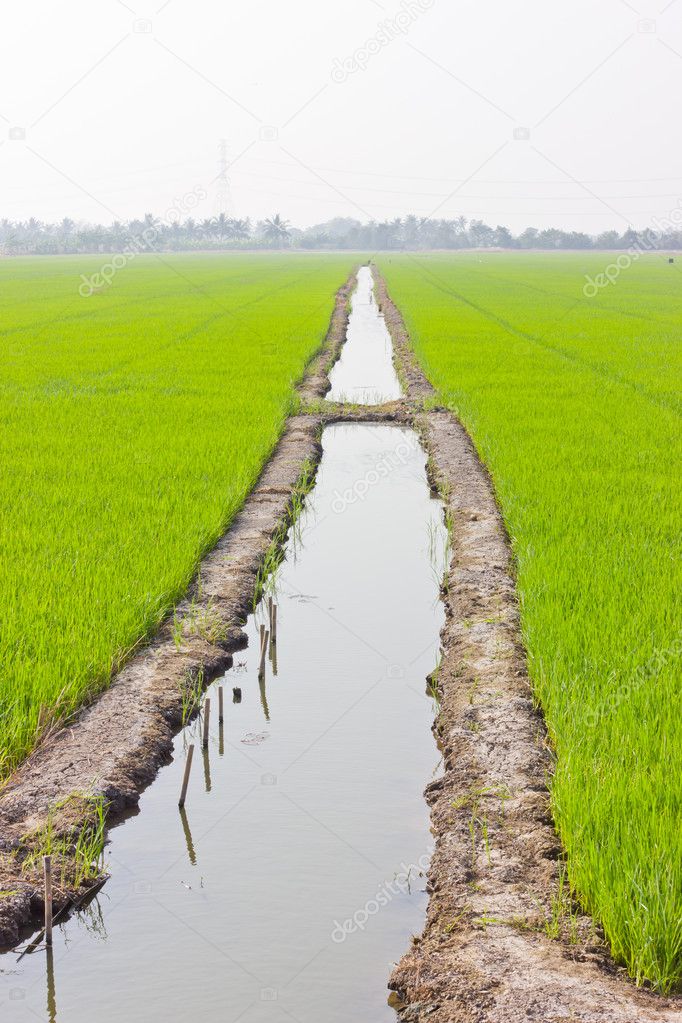 Ditch is between rice fields.
