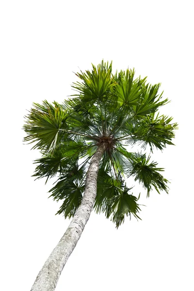 Şeker palm — Stok fotoğraf