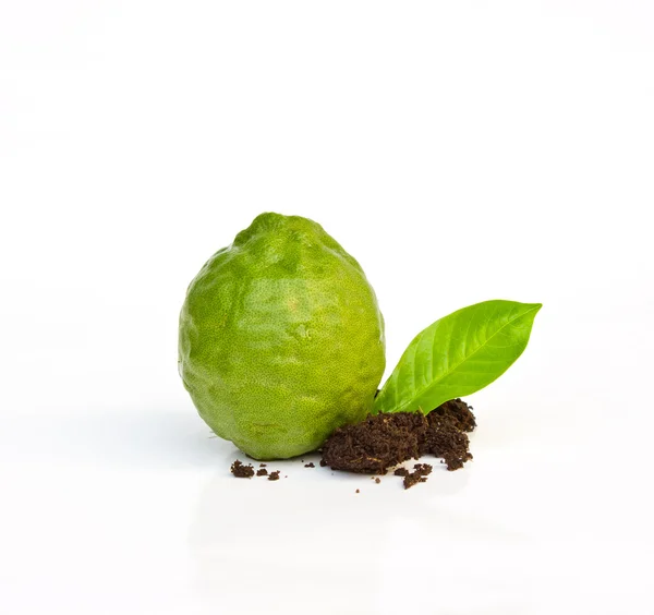 Fresh Lime. — Stock Photo, Image