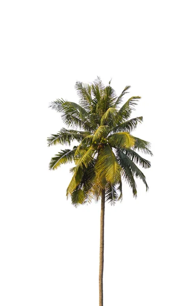 Hindistan cevizi ağaçları — Stok fotoğraf