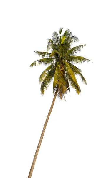 Старый кокосовый орех — стоковое фото
