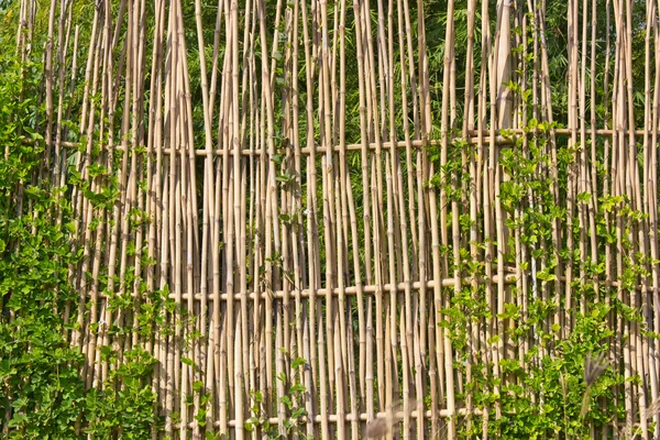 Cercas de bambu — Fotografia de Stock