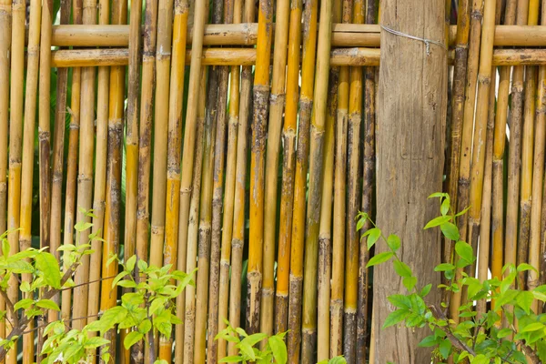 Valla de bambú — Foto de Stock