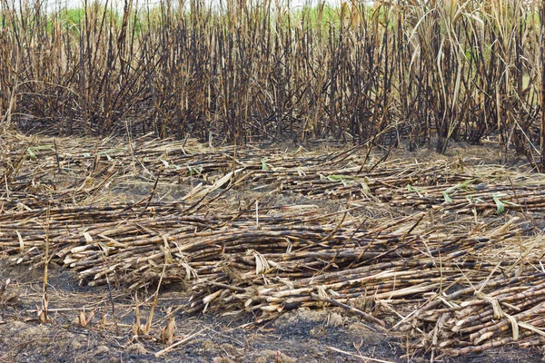Snijden suikerriet wordt verbrand — Stockfoto