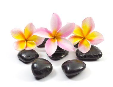 Spa stones and Frangipani flower clipart