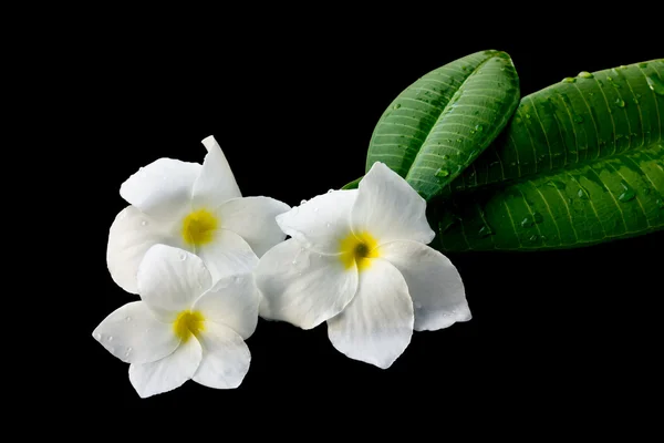 White frangipani. — Stock Photo, Image