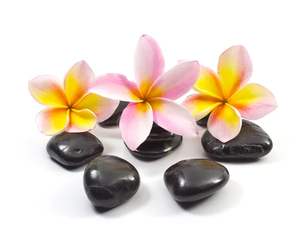 Курортные камни и цветок Франжипани — стоковое фото