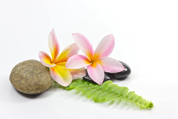 Pedras de spa e flor de Frangipani — Fotografia de Stock