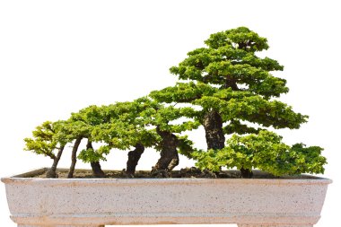 bonsai sanatı.