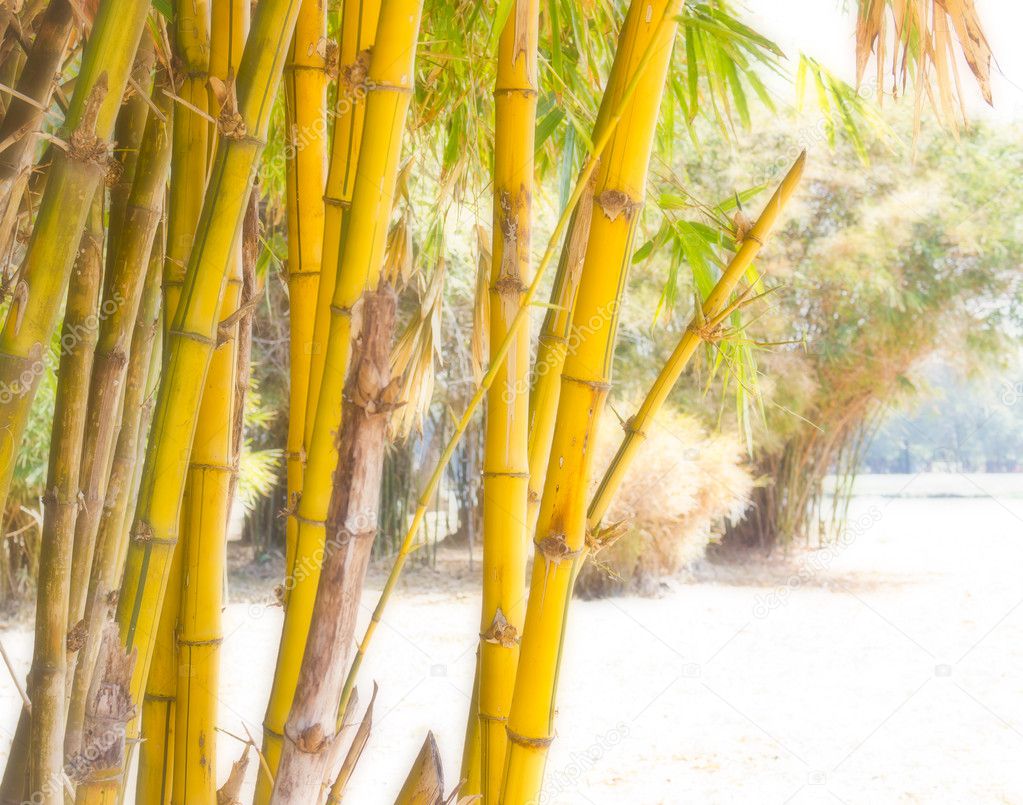 Download Yellow bamboo — Stock Photo © pitnu #9953115