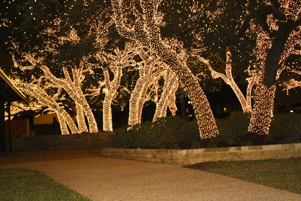 stock image Christmas Trees