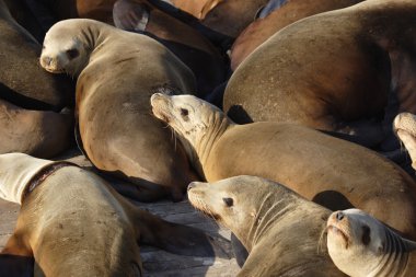 Group of sea lions clipart