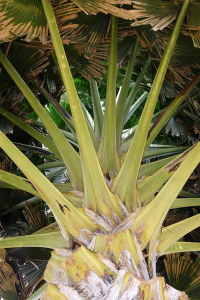 Palm from down below — Stock Photo, Image