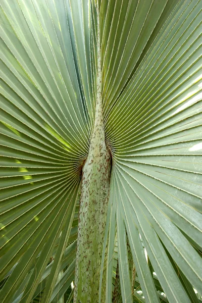 Center of palm tree — Stock Photo, Image