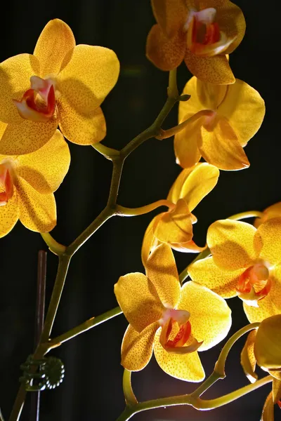 Grupo de orquídeas amarelas — Fotografia de Stock
