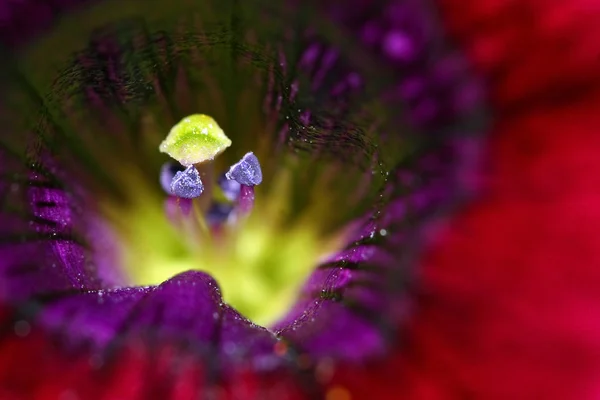 Petunia pistilo — Foto de Stock